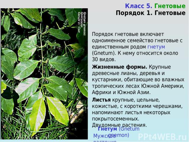 Класс 5. Гнетовые Порядок 1. Гнетовые Порядок гнетовые включает одноименное семейство гнетовые с единственным родом гнетум (Gnetum). К нему относится около 30 видов. Жизненные формы. Крупные древесные лианы, деревья и кустарники, обитающие во влажны…