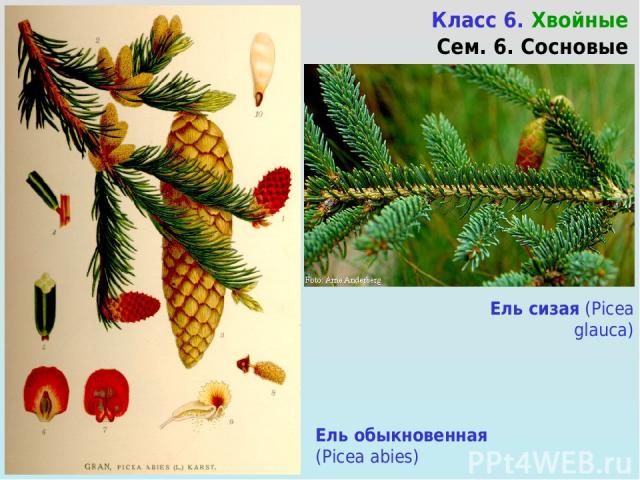 Ель сизая (Picea glauca) Класс 6. Хвойные Сем. 6. Сосновые Ель обыкновенная (Picea abies)