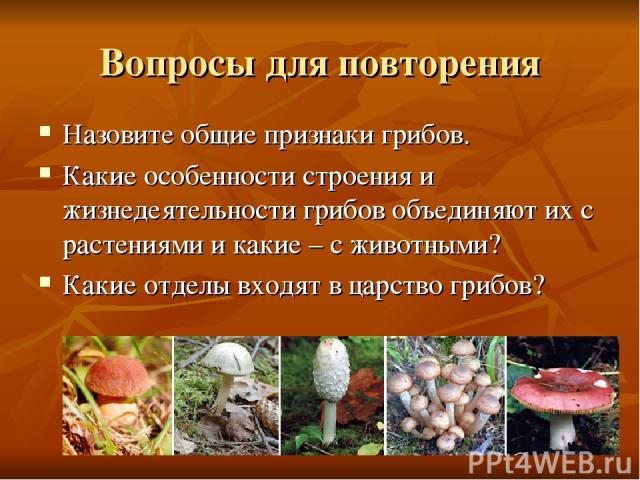 ММЦ 74212 Вопросы для повторения Назовите общие признаки грибов. Какие особенности строения и жизнедеятельности грибов объединяют их с растениями и какие – с животными? Какие отделы входят в царство грибов? ММЦ 74212