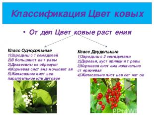 Классификация Цветковых Отдел Цветковые растения Класс Однодольные Зародыш с 1 с