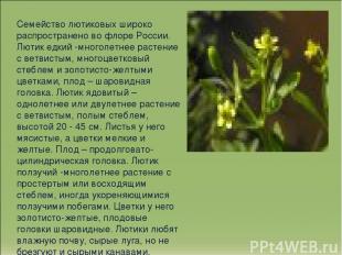 Семейство лютиковых широко распространено во флоре России. Лютик едкий -многолет