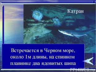 Встречается в Черном море, около 1м длины, на спинном плавнике два ядовитых шипа