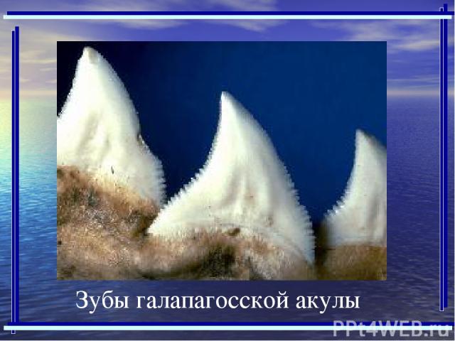 Зубы галапагосской акулы