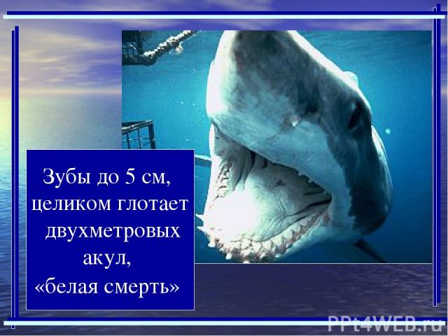 Зубы до 5 см, целиком глотает двухметровых акул, «белая смерть»