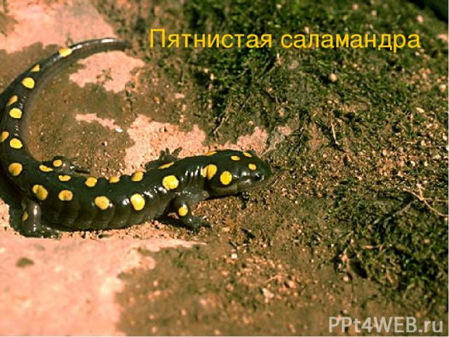 Пятнистая саламандра
