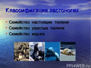 Классификация ластоногих Семейство настоящие тюлени Семейство ушастые тюлени Сем