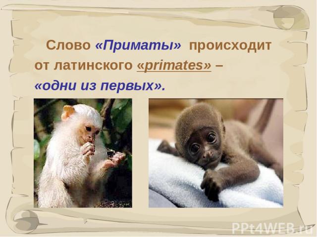 * Слово «Приматы» происходит от латинского «primates» – «одни из первых».