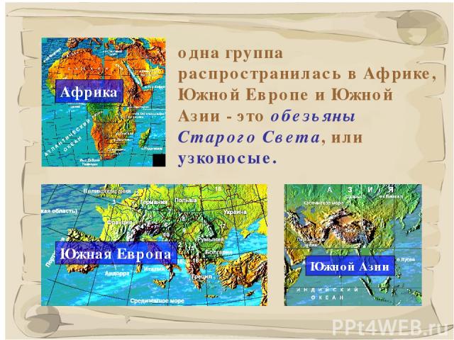 * одна группа распространилась в Африке, Южной Европе и Южной Азии - это обезьяны Старого Света, или узконосые.