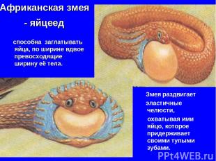 Африканская змея - яйцеед способна заглатывать яйца, по ширине вдвое превосходящ