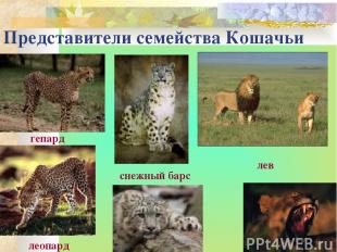 Представители семейства Кошачьи гепард лев леопард снежный барс