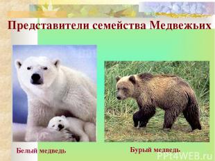 Представители семейства Медвежьих Белый медведь Бурый медведь