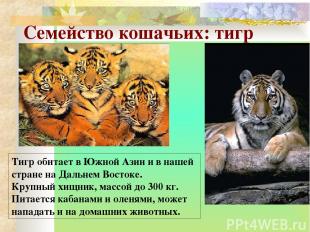 Семейство кошачьих: тигр Тигр обитает в Южной Азии и в нашей стране на Дальнем В