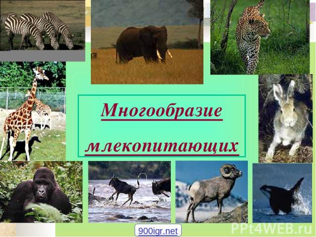 Многообразие млекопитающих 900igr.net