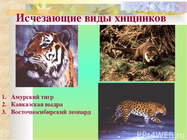Исчезающие виды хищников Амурский тигр Кавказская выдра Восточносибирский леопард