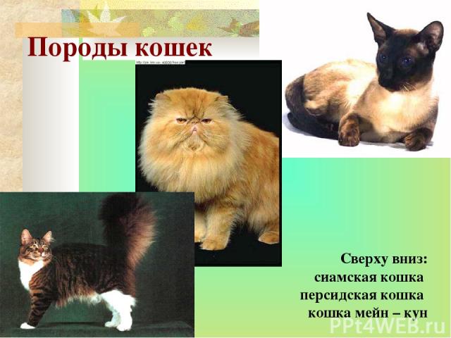 Породы кошек Сверху вниз: сиамская кошка персидская кошка кошка мейн – кун
