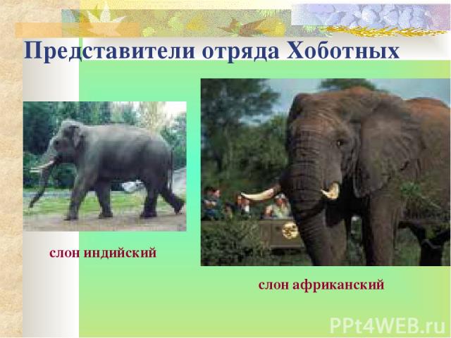 Представители отряда Хоботных слон индийский слон африканский