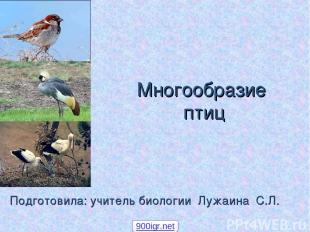 Многообразие птиц Подготовила: учитель биологии Лужаина С.Л. 900igr.net