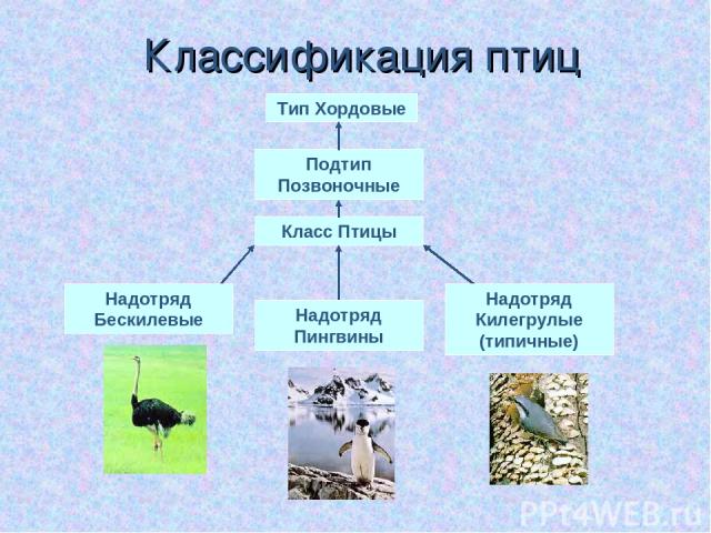 Классификация птиц Тип Хордовые Подтип Позвоночные Класс Птицы