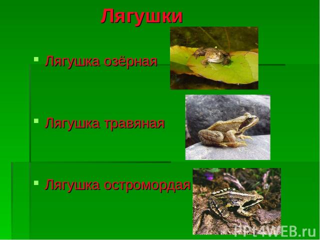Лягушки Лягушка озёрная Лягушка травяная Лягушка остромордая