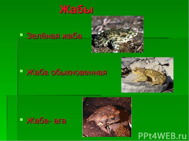 Жабы Зелёная жаба Жаба обыкновенная Жаба- ага