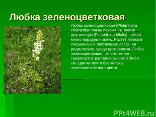 Любка зеленоцветковая Любка зеленоцветковая (Platanthera chlorantha) очень похож