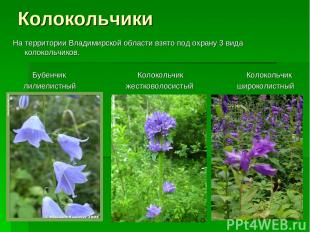 Колокольчики На территории Владимирской области взято под охрану 3 вида колоколь