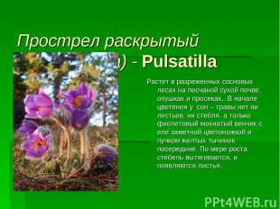 Прострел раскрытый (сон – трава) - Pulsatilla Растет в разреженных сосновых леса