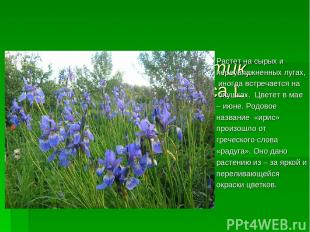 Ирис сибирский (касатик, радужница) - Iris sibirica L. Растет на сырых и переувл