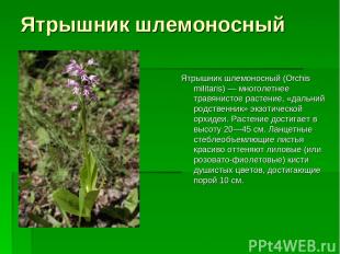 Ятрышник шлемоносный Ятрышник шлемоносный (Orchis militaris) — многолетнее травя