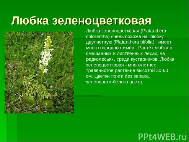 Любка зеленоцветковая Любка зеленоцветковая (Platanthera chlorantha) очень похожа на  любку двулистную (Platanthera bifolia), имеет много народных имён.. Растёт любка в смешанных и лиственных лесах, на редколесьях, среди кустарников. Любка зеленоцве…