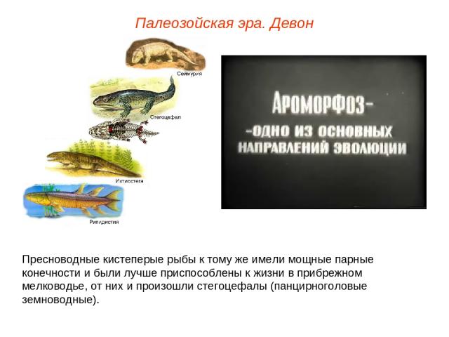 Палеозойская эра. Девон Пресноводные кистеперые рыбы к тому же имели мощные парные конечности и были лучше приспособлены к жизни в прибрежном мелководье, от них и произошли стегоцефалы (панцирноголовые земноводные).
