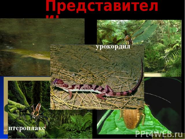 Представители: бабочки вестлотиана кузнечик многоножка пауки птероплакс стрекоза таракан урокордил