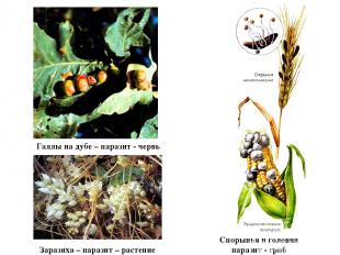 Галлы на дубе – паразит - червь Заразиха – паразит – растение Спорынья и головня
