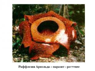 Раффлезия Арнольда – паразит - растение