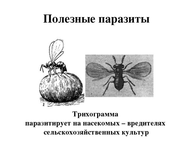 Полезные паразиты Трихограмма паразитирует на насекомых – вредителях сельскохозяйственных культур