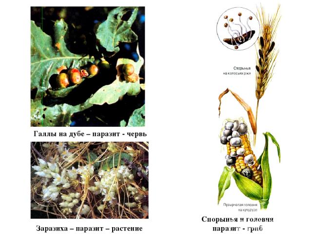 Галлы на дубе – паразит - червь Заразиха – паразит – растение Спорынья и головня паразит - гриб