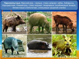 Парнокопытные. Верхний ряд – свиные, слева направо: кабан, бабирусса, бородавочн