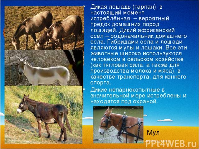 Дикая лошадь (тарпан), в настоящий момент истреблённая, – вероятный предок домашних пород лошадей. Дикий африканский осёл – родоначальник домашнего осла. Гибридами осла и лошади являются мулы и лошаки. Все эти животные широко используются человеком …
