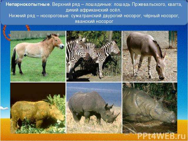 Непарнокопытные. Верхний ряд – лошадиные: лошадь Пржевальского, квагга, дикий африканский осёл. Нижний ряд – носороговые: суматранский двурогий носорог, чёрный носорог, яванский носорог