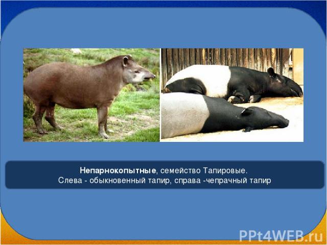 Непарнокопытные, семейство Тапировые. Слева - обыкновенный тапир, справа -чепрачный тапир
