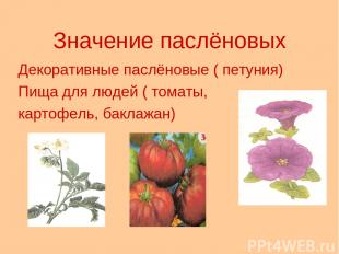 Значение паслёновых Декоративные паслёновые ( петуния) Пища для людей ( томаты,