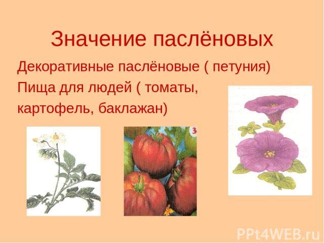 Значение паслёновых Декоративные паслёновые ( петуния) Пища для людей ( томаты, картофель, баклажан)