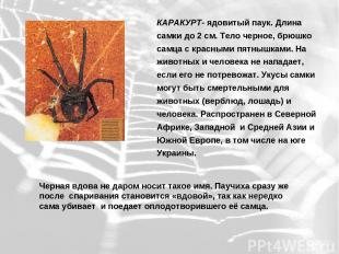 КАРАКУРТ- ядовитый паук. Длина самки до 2 см. Тело черное, брюшко самца с красны