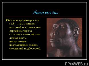 Homo erectus Обладали средним ростом (1,5—1,8 м), прямой походкой и архаическим