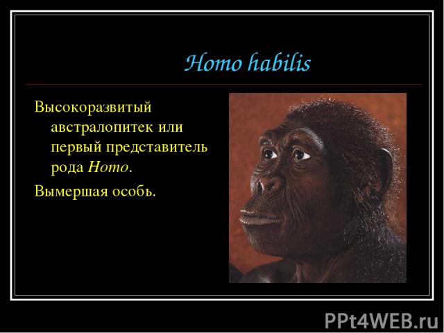 Homo habilis Высокоразвитый австралопитек или первый представитель рода Homo. Вымершая особь.