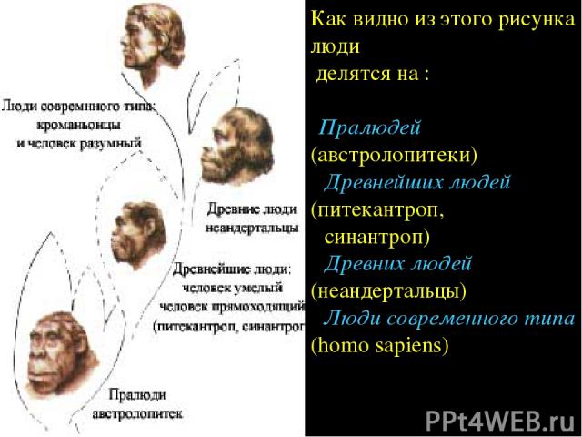 Как видно из этого рисунка люди делятся на : Пралюдей (австролопитеки) Древнейших людей (питекантроп, синантроп) Древних людей (неандертальцы) Люди современного типа (homo sapiens)