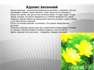 Адонис весенний       Адонис весенний – многолетнее травянистое растение, с коро
