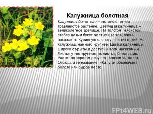 Калужница болотная – это многолетнее травянистое растение. Цветущая калужница –