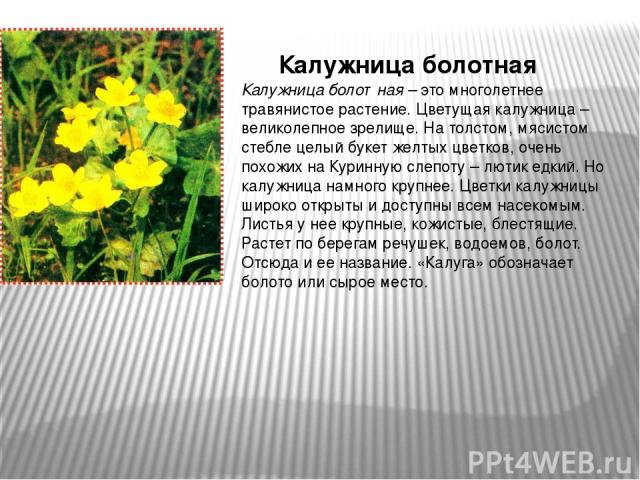 Калужница болотная – это многолетнее травянистое растение. Цветущая калужница – великолепное зрелище. На толстом, мясистом стебле целый букет желтых цветков, очень похожих на Куринную слепоту – лютик едкий. Но калужница намного крупнее. Цветки калуж…