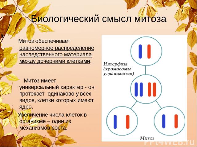 Биологический смысл митоза Митоз обеспечивает равномерное распределение наследственного материала между дочерними клетками. Митоз имеет универсальный характер - он протекает одинаково у всех видов, клетки которых имеют ядро. Увеличение числа клеток …
